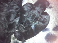 CHIOT
